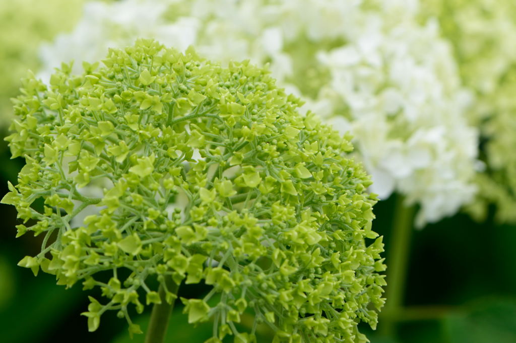 あじさい　緑アップ