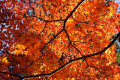 まだまだ紅葉　２
