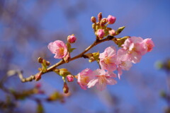 河津桜　４