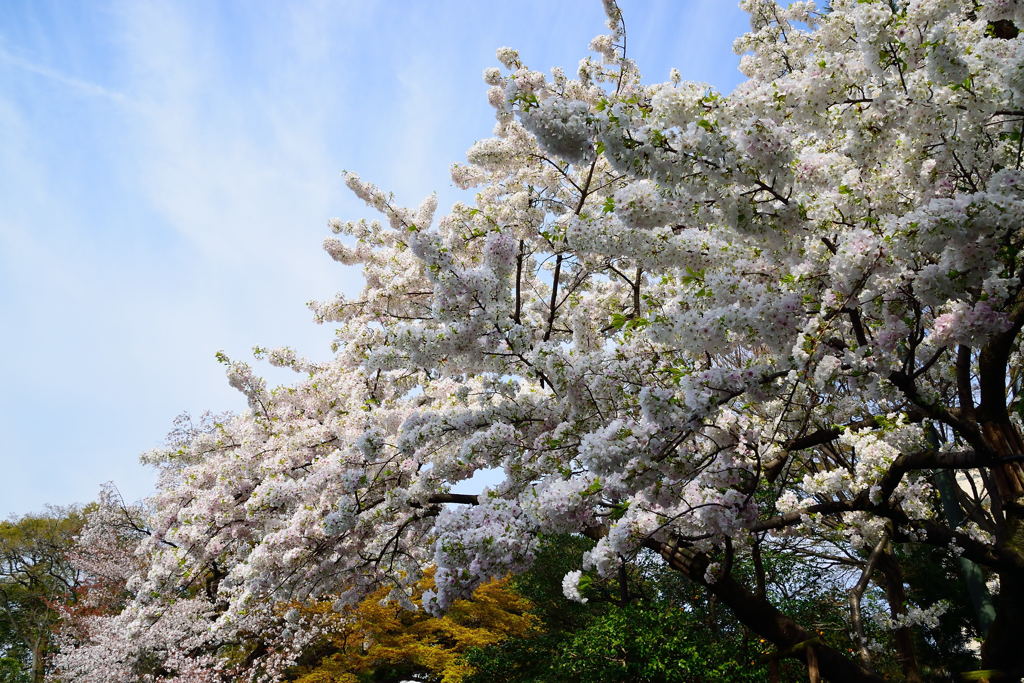 桜　アマギヨシノ　１