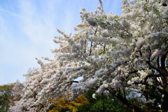 桜　アマギヨシノ　１