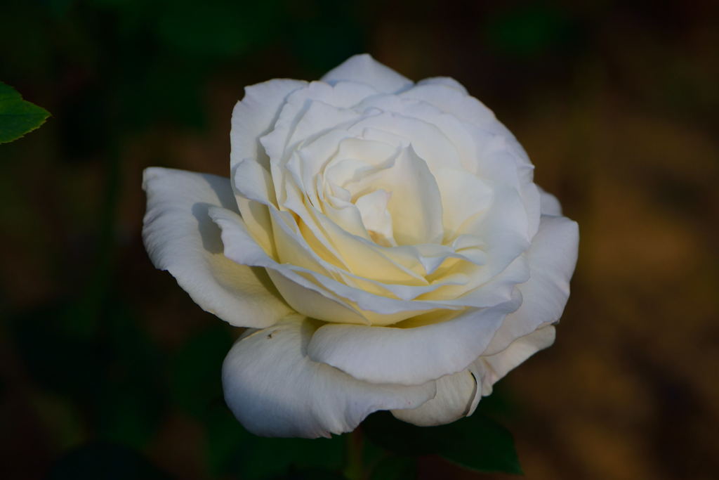 薔薇　ミスターローズ