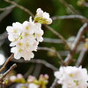 桜　ソメイヨシノ　２