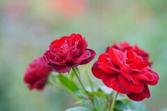 薔薇　ラバグルート