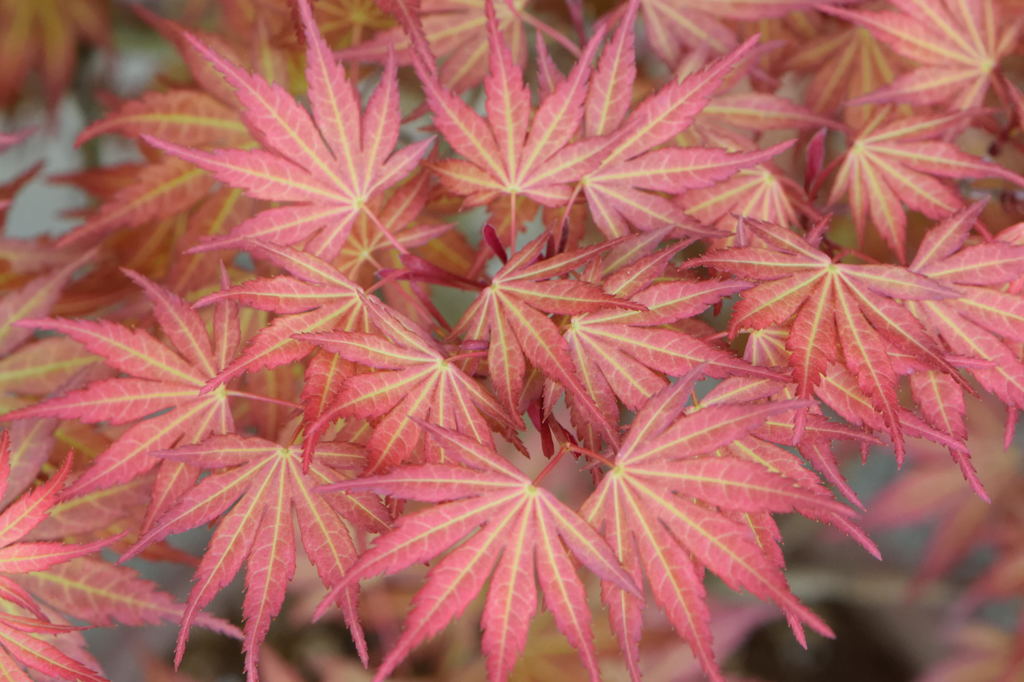 紅葉　錦紅葉