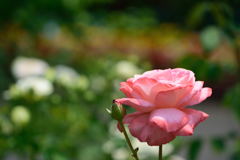 薔薇　スウィート　メリナ