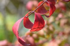 紅い輪がくるりんと