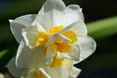 日本水仙八重　寄