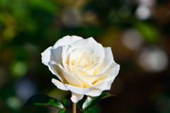 薔薇　ファビュラス