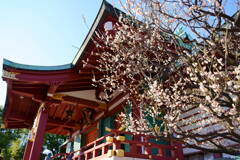 亀戸天神社