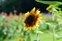 向日葵　モネパレット　２