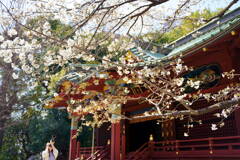 金王桜　うまく撮れましたか？