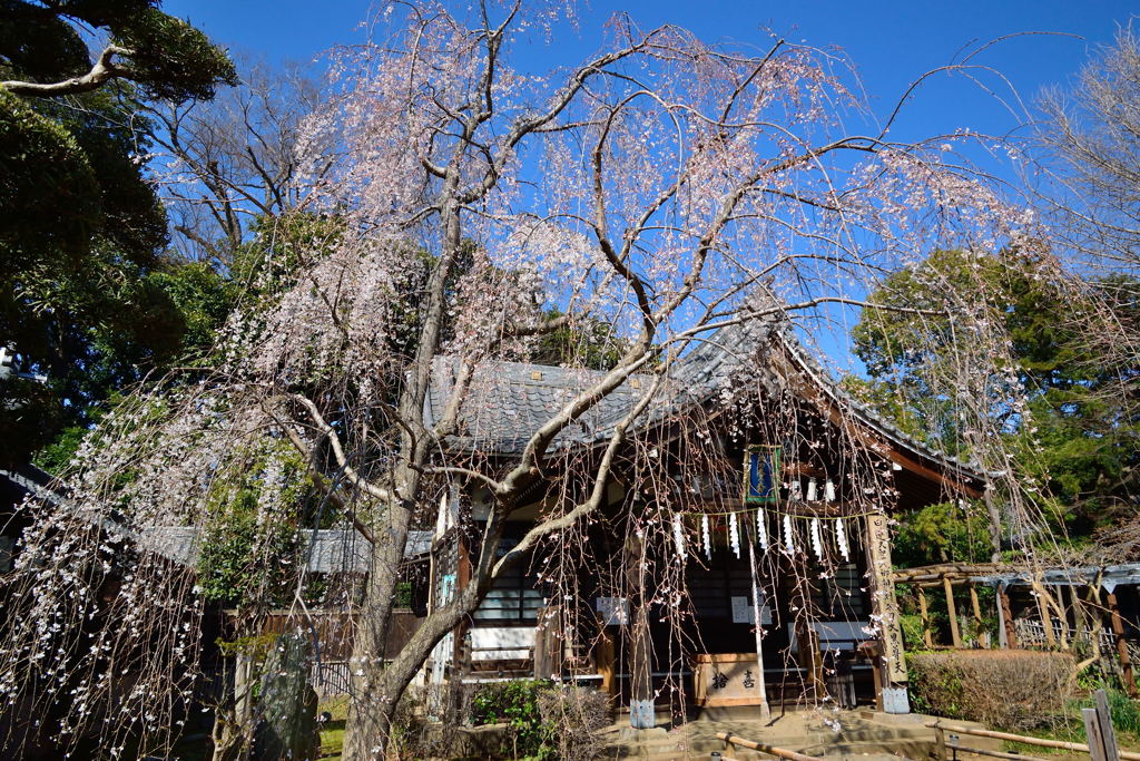 宇賀桜