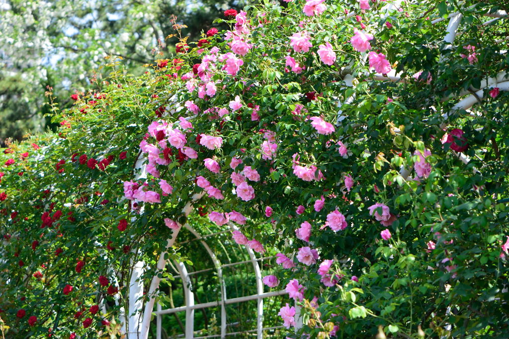 薔薇のトンネル