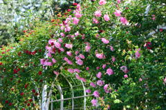 薔薇のトンネル