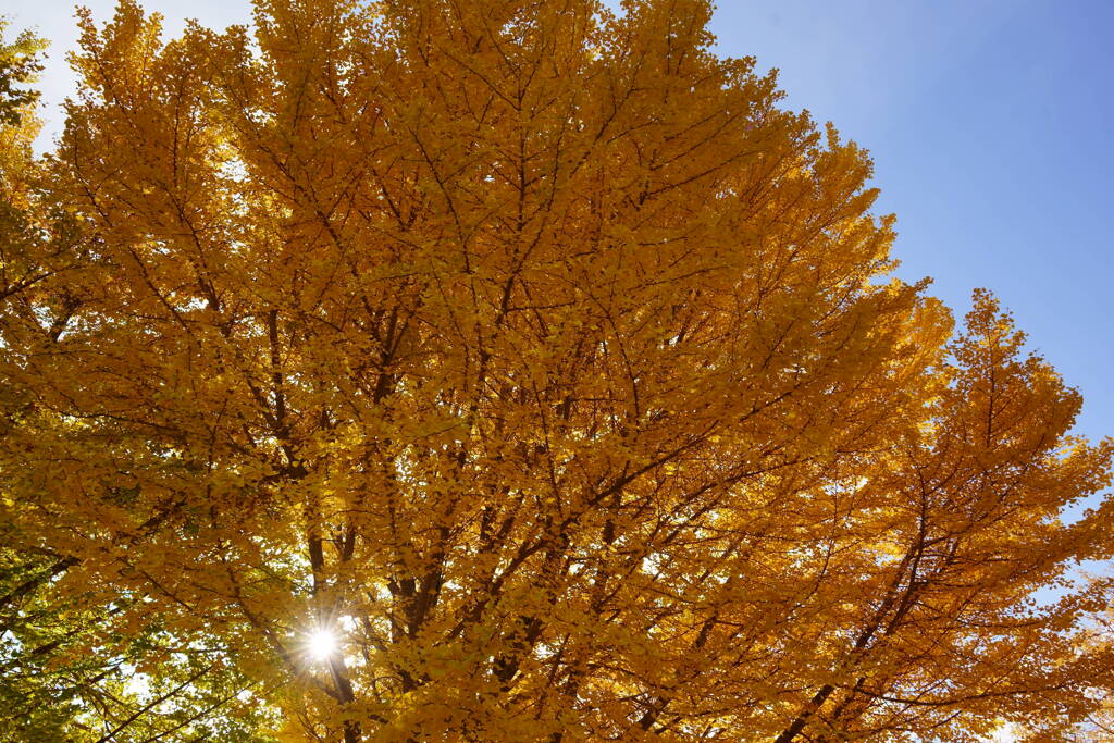 佐倉城址公園　銀杏並木