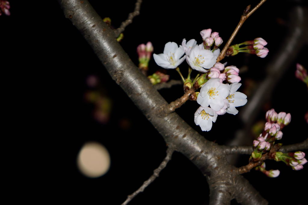 月夜桜
