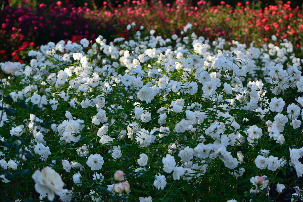 薔薇　フレンチ　レース