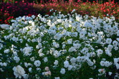 薔薇　フレンチ　レース