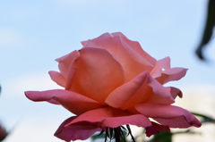 秋薔薇　カトリーヌ　ドゥヌーブ