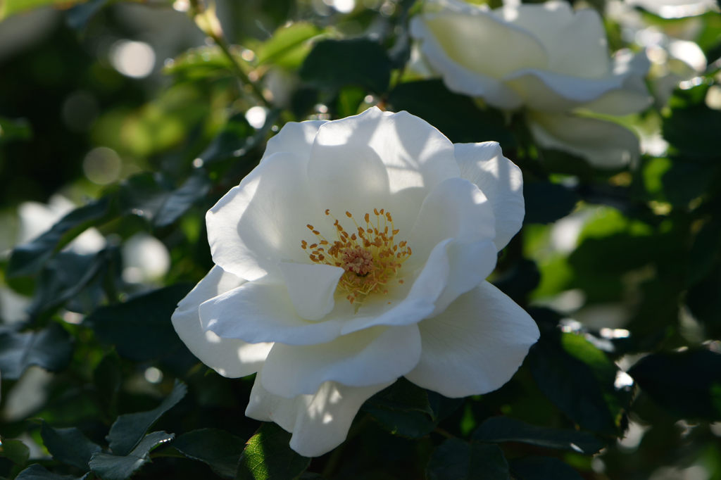 秋薔薇　ホワイトマジック