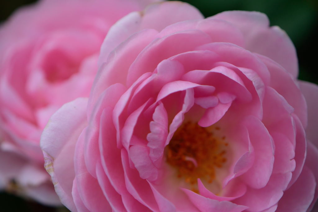 薔薇　セプタードアイル