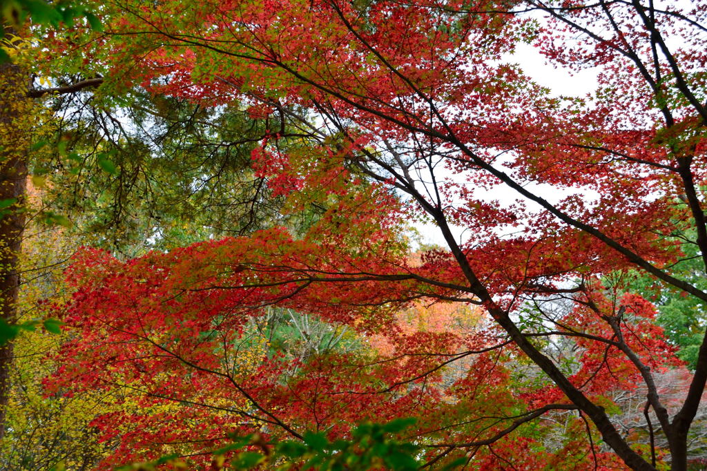 森林公園の紅葉　２