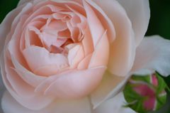 薔薇 セントセシリア