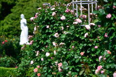 谷津バラ園に行きました(^o^)