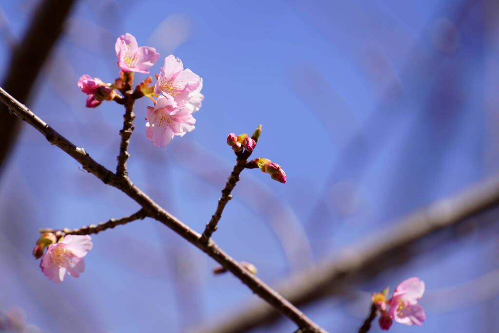 河津桜　２