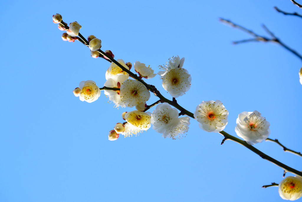 梅　冬至梅　２