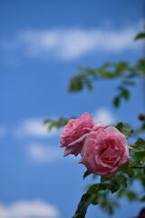 薔薇　羽衣