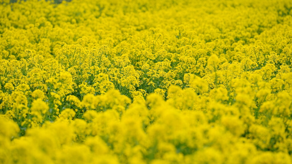 菜の花畑