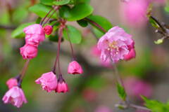 花海棠