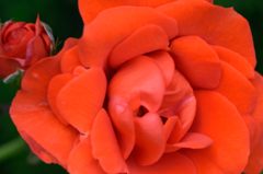 春薔薇の思い出13　チンチン