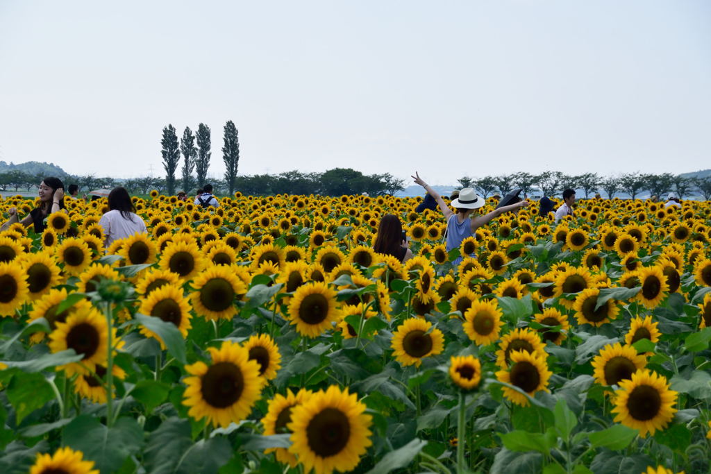 ヒマワリ　記念撮影