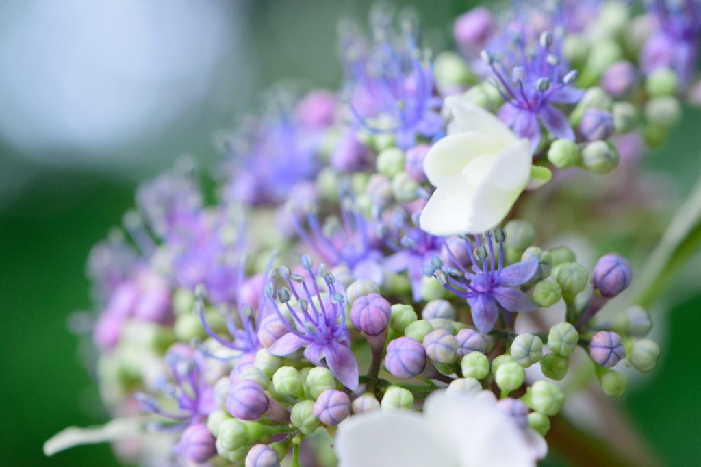 額紫陽花　しべ萌(^^)