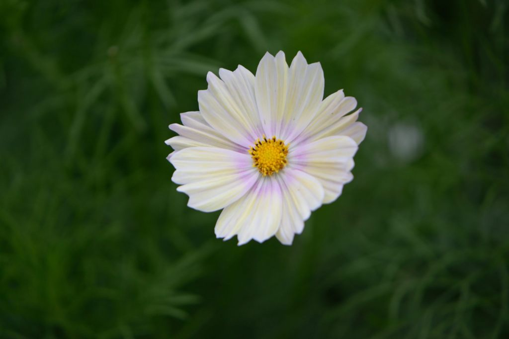 秋桜　サンセットイエロー　3