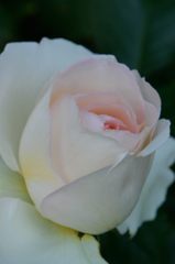 薔薇が咲き出しました