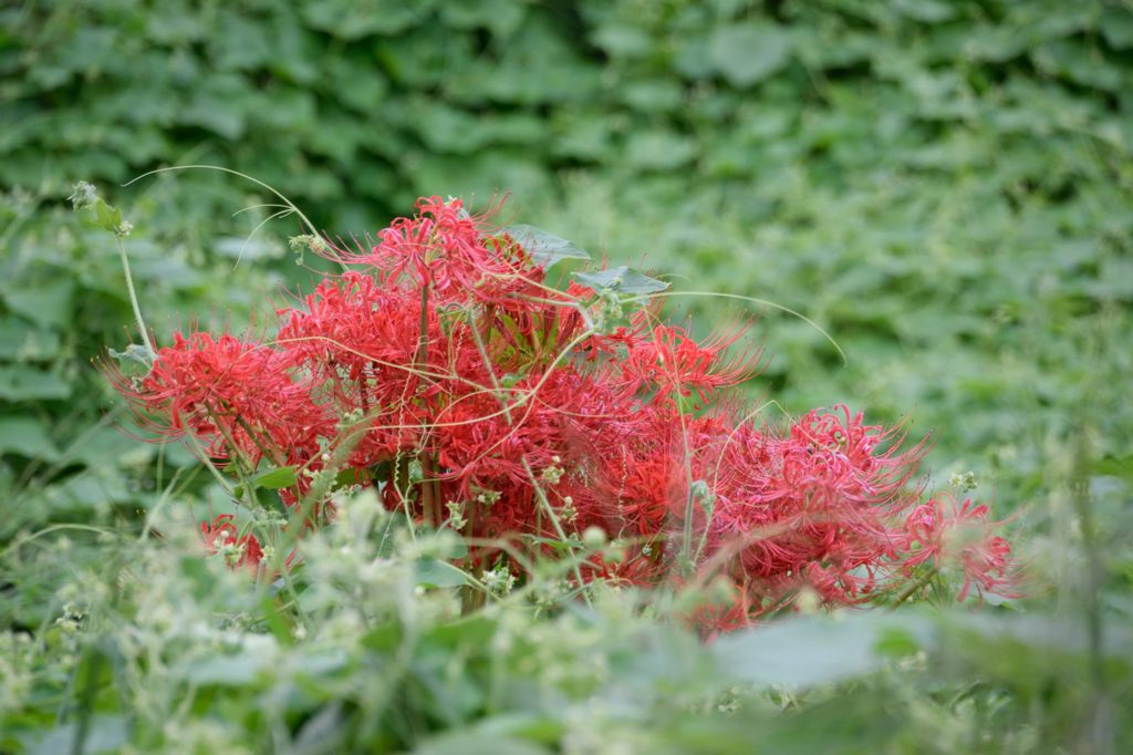  囚われの彼岸花