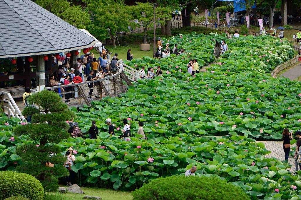 千葉公園　ハス池