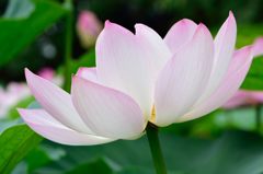 大賀蓮の華