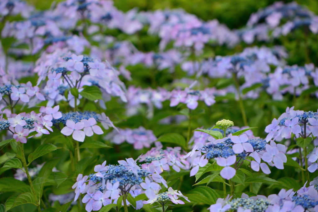 紫陽花　出遅れた ^^;