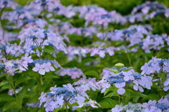 紫陽花　出遅れた ^^;