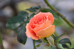 残り薔薇　ローラ