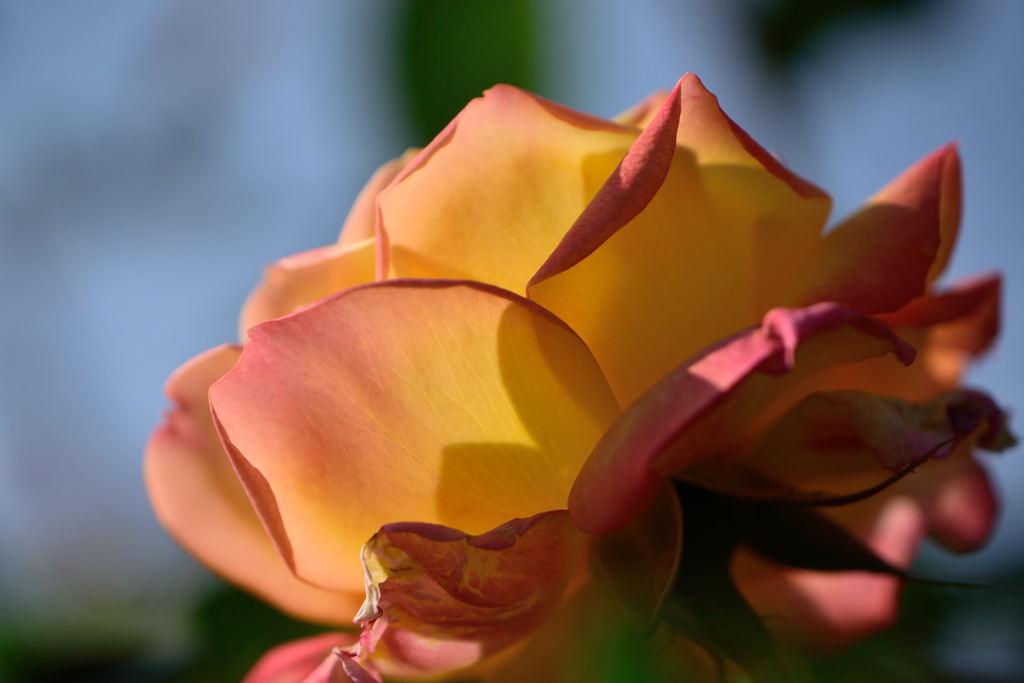 薔薇　朝雲