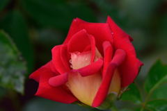 薔薇　丹頂