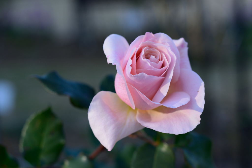 薔薇　フレンチレース