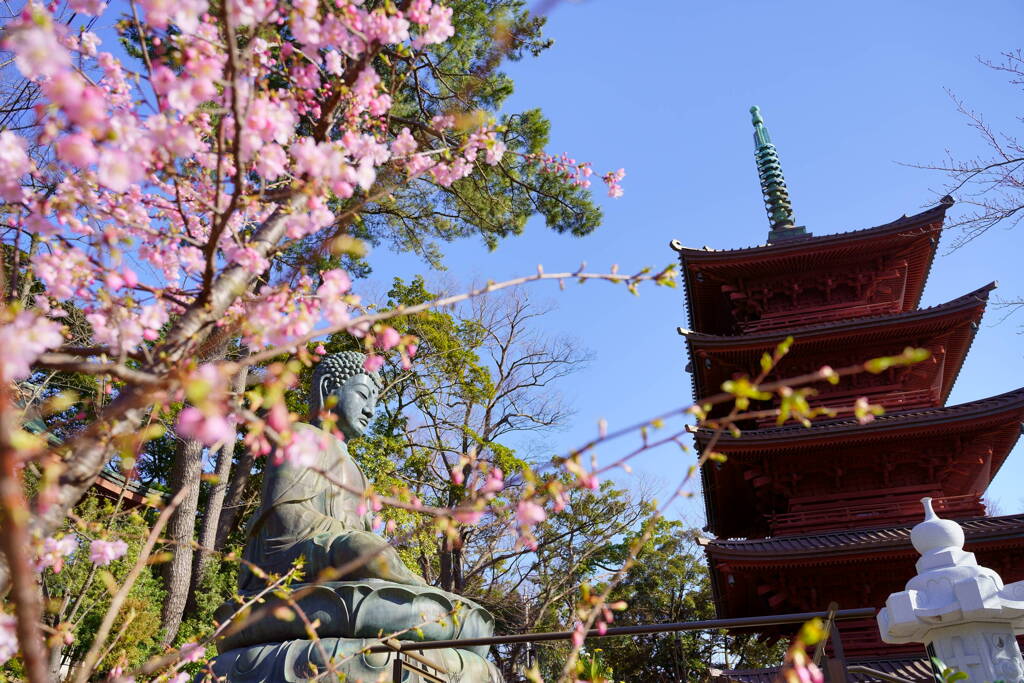 桜・大仏・五重塔