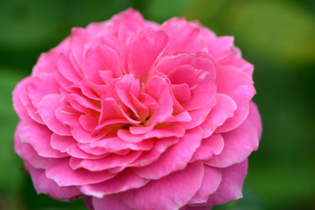 薔薇　クロードモネ